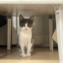 生後2か月くらいの可愛い子猫ちゃん