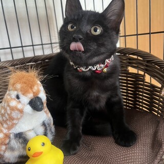 ３きょうだい/ブー♡ちゃん