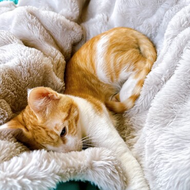 もうちょっと寝かせて