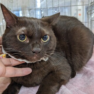 【12/22東日本橋】毛色バナナブラウン♡チョコ