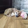 保健所救出犬！『メメ』ちゃん サムネイル2