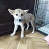 保健所救出犬！『メメ』ちゃん サムネイル3