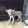 保健所救出犬！『メメ』ちゃん サムネイル4