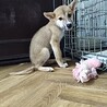 保健所救出犬！『メメ』ちゃん サムネイル5