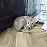 保健所救出犬！『メメ』ちゃん サムネイル6