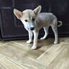 保健所救出犬！『メメ』ちゃん サムネイル7