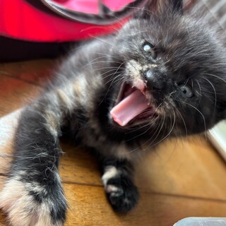 サビネコ里親募集