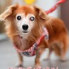 Mix犬　ヴィヴィちゃん　里親様募集！ サムネイル2