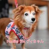 Mix犬　ヴィヴィちゃん　里親様募集！ サムネイル3