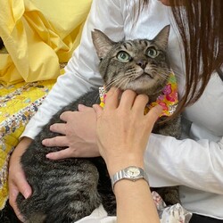 にゃんクルー保護猫さん譲渡会