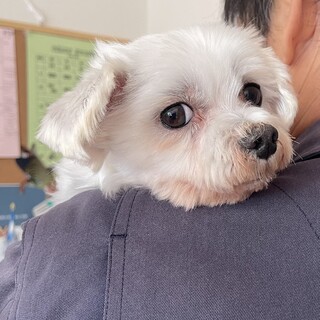 マルチーズ　女の子　６歳