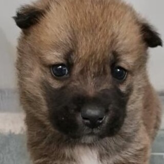 緊急！生後1ケ月の可愛い子犬　11月13日迄