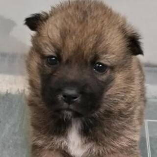 緊急！生後1ケ月の可愛い子犬　11月13日迄