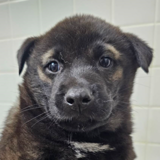 緊急！生後1ケ月の可愛い子犬　11月14日迄