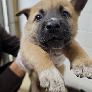 緊急！生後1ケ月の可愛い子犬　11月14日迄