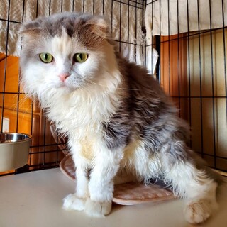 譲渡会参加＊多頭飼育崩壊レスキュー・チェレスタ