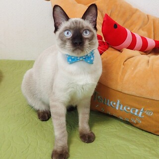 【11/23東銀座】シャム雄くん★6ヵ月♪