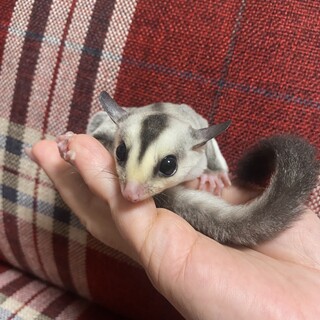 フクロモモンガ男の子baby