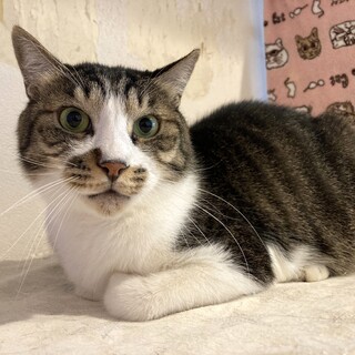 愛嬌たっぷりな行動がクセになる【にゃん太】