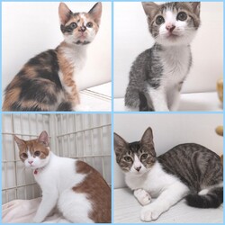 とだニャン保護猫譲渡会 サムネイル2