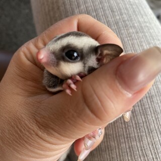 フクロモモンガ女の子baby