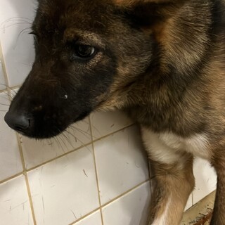 殺処分対象❗️まだ子犬です❗️収容期限11/14迄