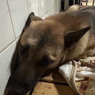 殺処分対象❗️収容期限11/14迄❗️延長なし