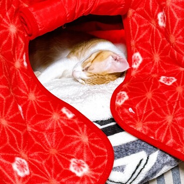 猫用こたつ買ってもらったよ