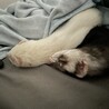 ミーミーキャット