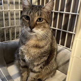 奄美大島からきた甘えん坊のイケメン王子