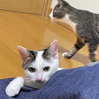 ちっちゃくて可愛いシロエ君❤️