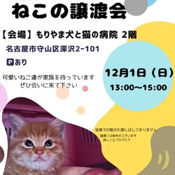 ねこの譲渡会 inもりやま犬と猫の病院