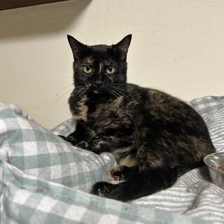 サビ　女の子　推定4歳　ゆもちゃん