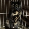 サビ　女の子　推定4歳　ゆもちゃん