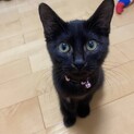6ヶ月の可愛い黒子猫❣️