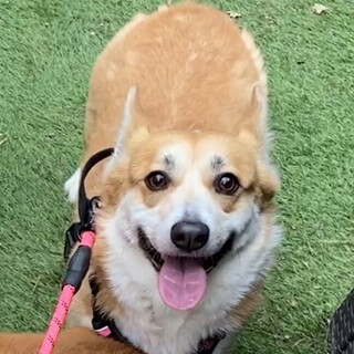 (里親決定！)可愛いコーギー6歳メス里親募集！