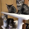 自宅出産こねこきじおとこのこ サムネイル2