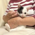 【再募集】白黒猫　生後3ヶ月ほどの男の子