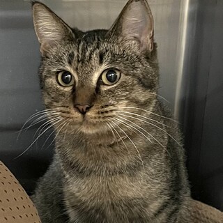 里親決定。ポッポちゃん避妊済み