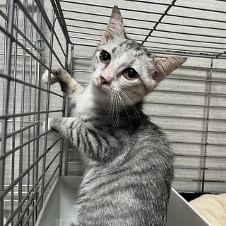 里親決定。白サバ猫はたなかちゃん