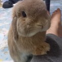 可愛いお顔の甘えん坊うさぎ♡