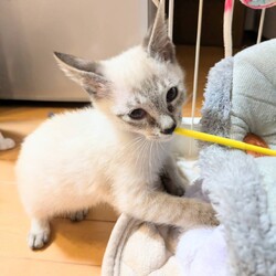 in春日井市☆子猫が沢山！保護猫をオウチに迎えよう☆2024年11月16日（土）～ちーむ にゃいんず