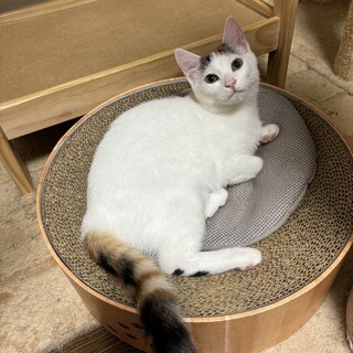 アナちゃん（姉妹のエルサと一緒に）