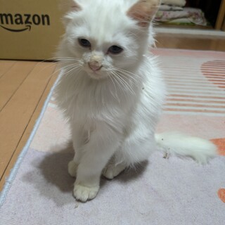 白くてフワフワな子猫です