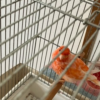 きれいな声で鳴いてくれる元気なカナリアです