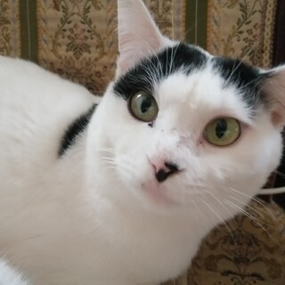 和柄ヌフちゃん応募フォームからお願いします