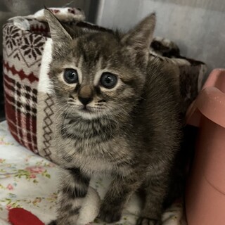 里親決定。ミルクから育てた金雀ちゃん