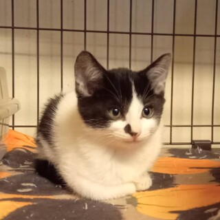 ありがとうございます！臓器兄妹！じん(腎)くん