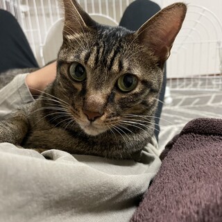 ずっとのおうち決定✨元供血猫 マーキュリーくん