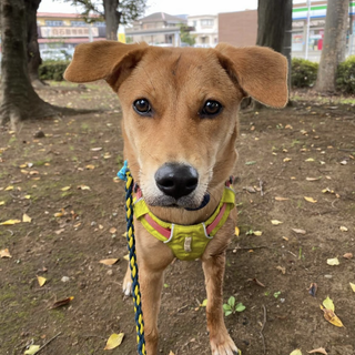 お散歩大好きほっけちゃん！